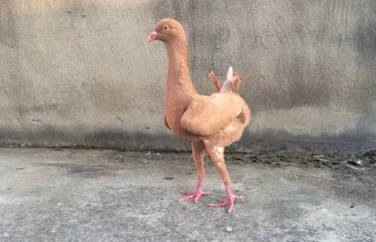 马耳他鸽