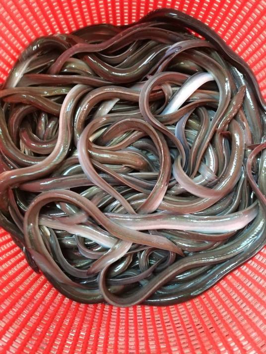 白鳗鱼