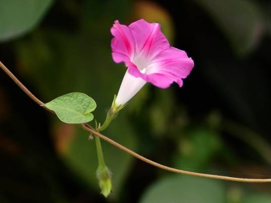 牵牛（旋花科番薯属植物）