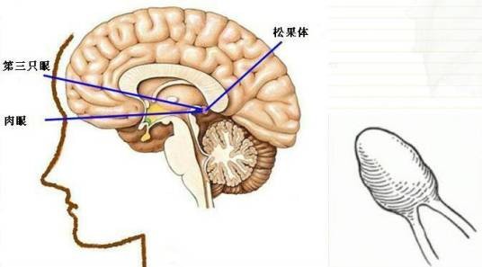 第三只眼睛（生理特征）