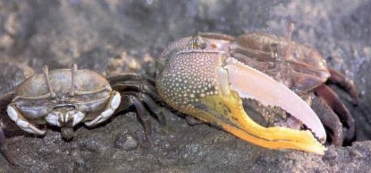 沙蟹科