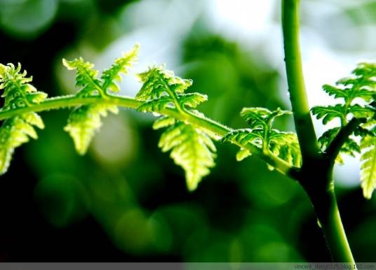 蕨（碗蕨科蕨属植物）