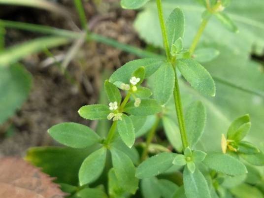 四叶葎(茜草科拉拉藤属植物)