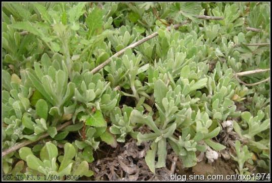 鼠曲草(菊科鼠曲草属的一种植物)