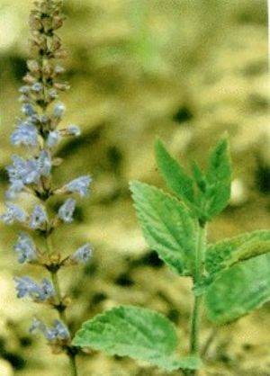 紫参（茜草科茜草属植物）
