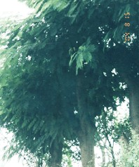 百年合欢树