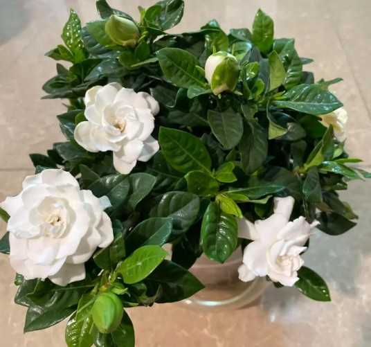 栀子花（蔷薇属月季栽培品种）