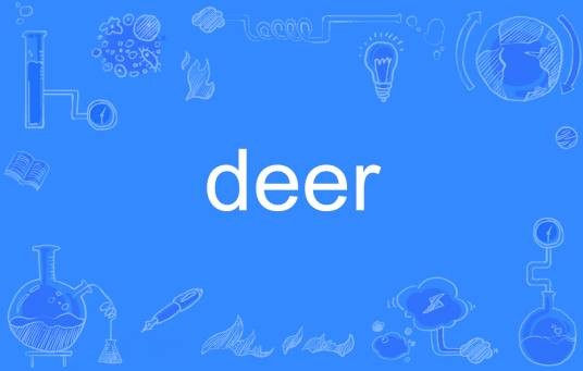 deer（英语单词）