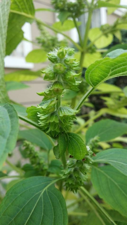荏