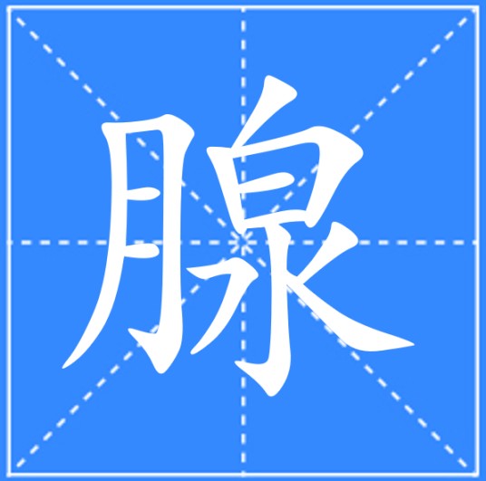 腺