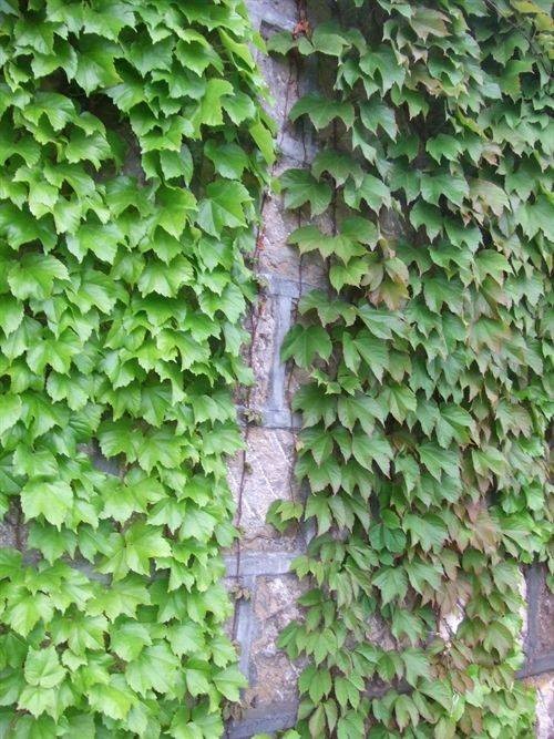 地锦（葡萄科地锦属的一种植物）