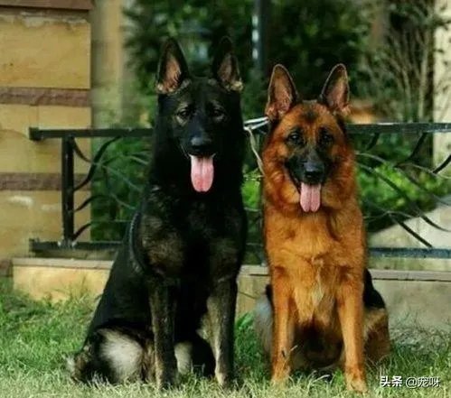 2019年德国牧羊犬幼犬价格多少钱?为什么?如何养?
