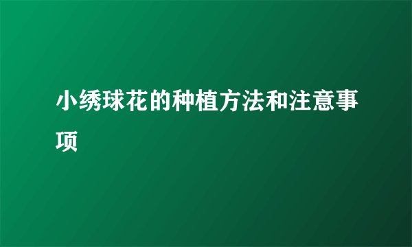 小绣球花的种植方法和注意事项