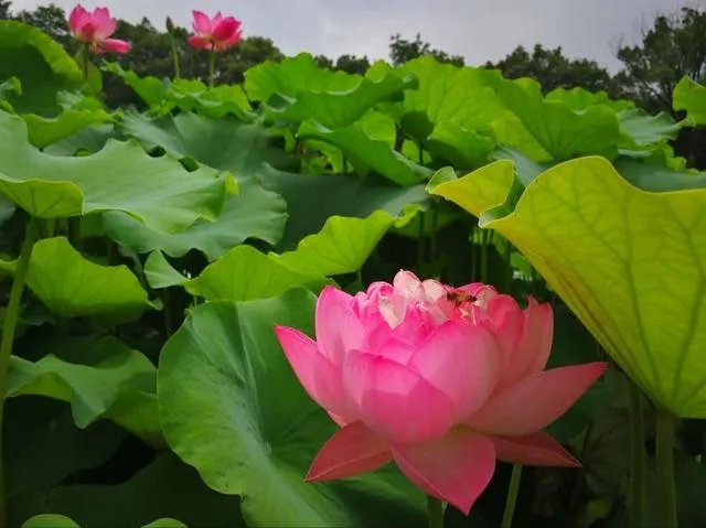 谁的微博粉丝最多?