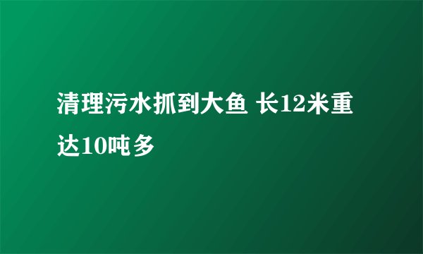 清理污水抓到大鱼 长12米重达10吨多