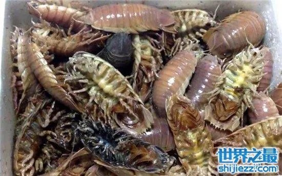 巨型木虱能长到手掌大小,是一种很难见的物种