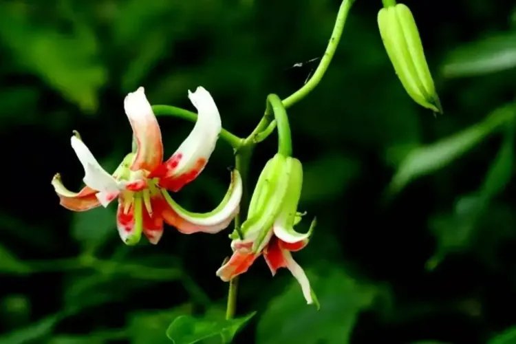 药百合图片
