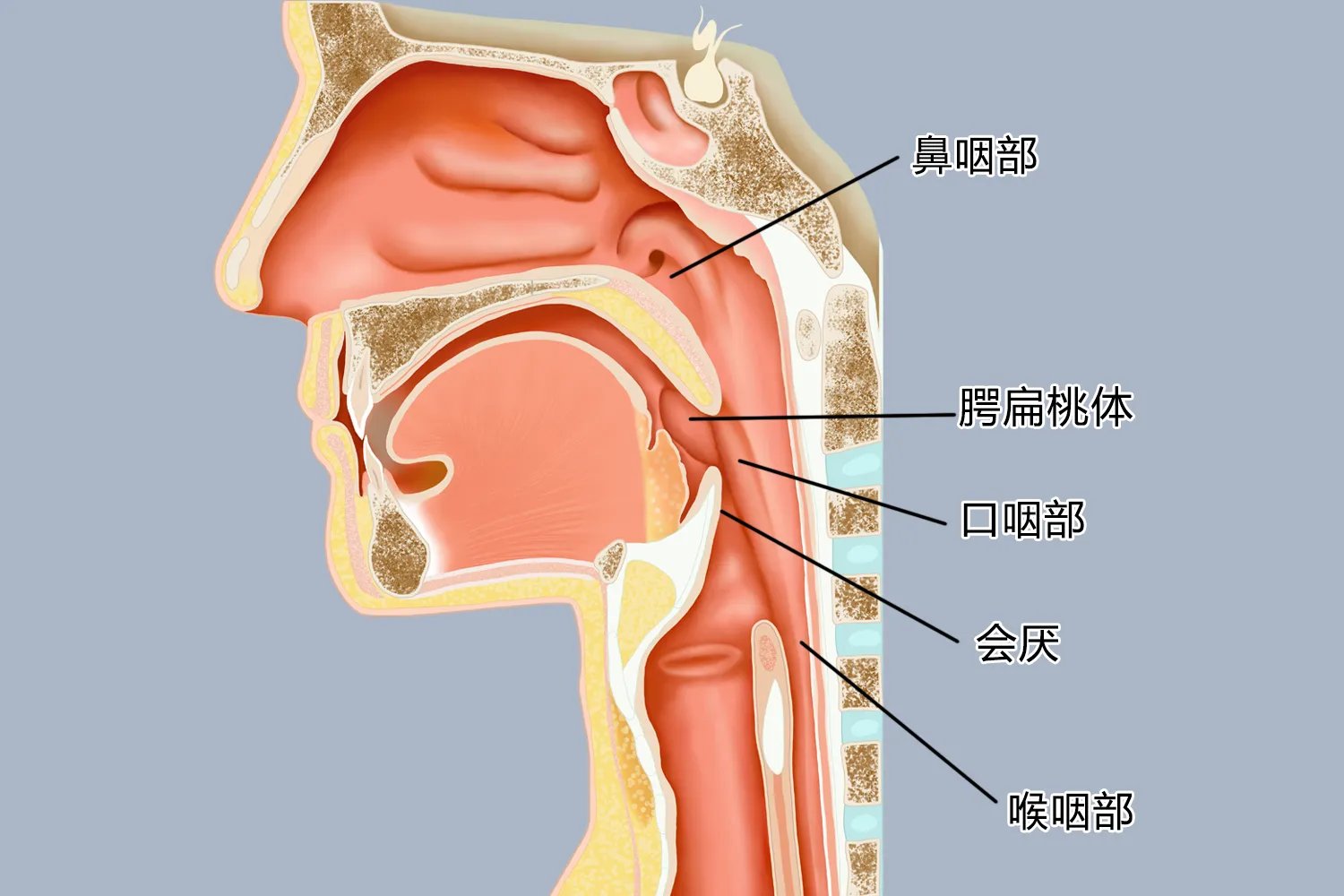 咽部解剖结构图解