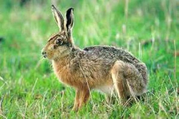 45种野生动物年底前停止养殖，有哪种动物你觉得不应限制养殖？