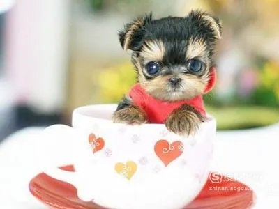 茶杯狗好养吗，饲养茶杯犬的经验