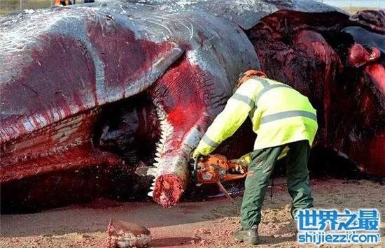 巨头鲸爆炸毫无预兆,居然在死后尸体自然爆炸