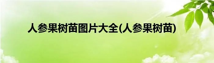 人参果树苗图片大全(人参果树苗)
