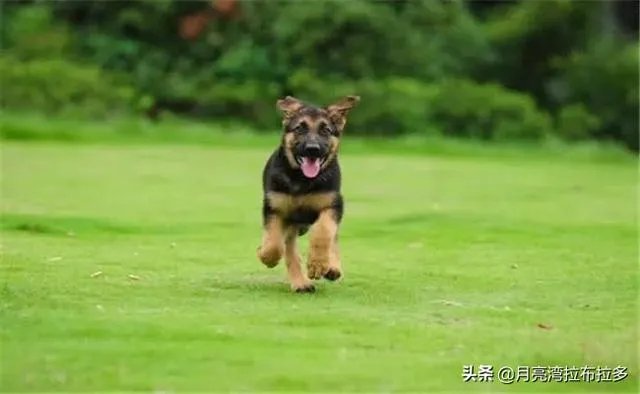 2019年德国牧羊犬幼犬价格多少钱?为什么?如何养?