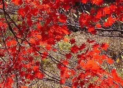 王士祯的诗句：几行红叶树，无数夕阳山。是什么意思？
