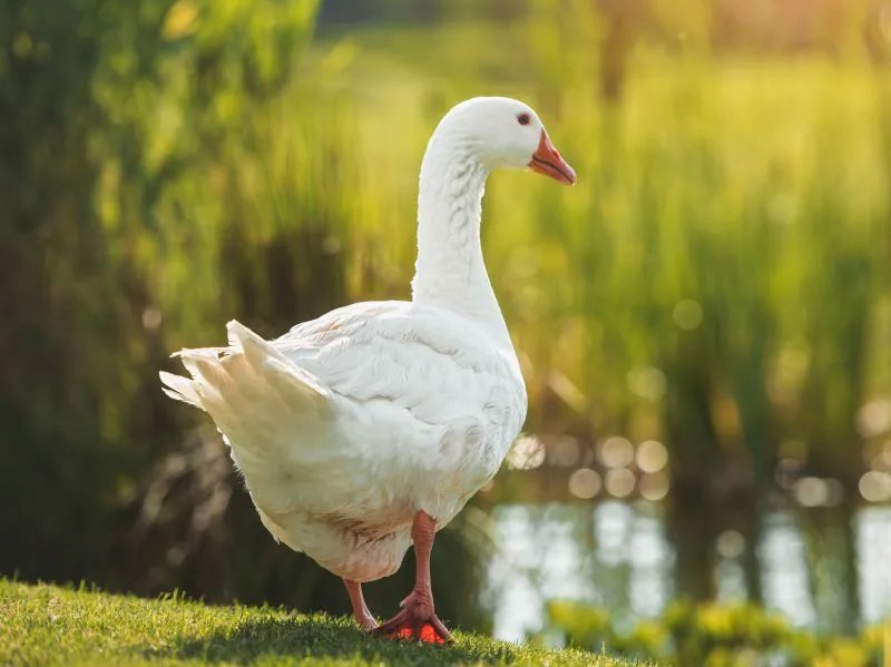 h7n9禽流感症状