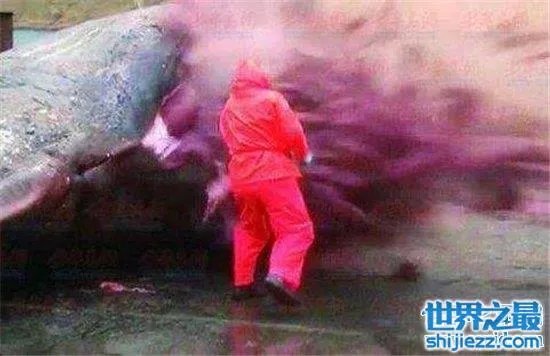 巨头鲸爆炸毫无预兆,居然在死后尸体自然爆炸