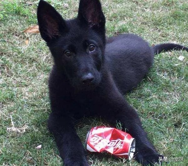 2019年德国牧羊犬幼犬价格多少钱?为什么?如何养?