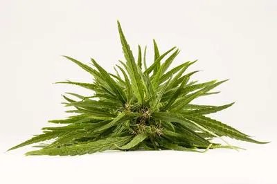 治疗白癜风偏方有哪些呢