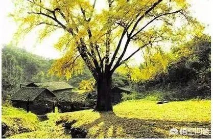 水没坪村
