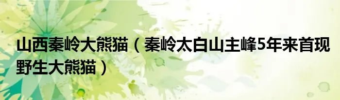 山西秦岭大熊猫（秦岭太白山主峰5年来首现野生大熊猫）