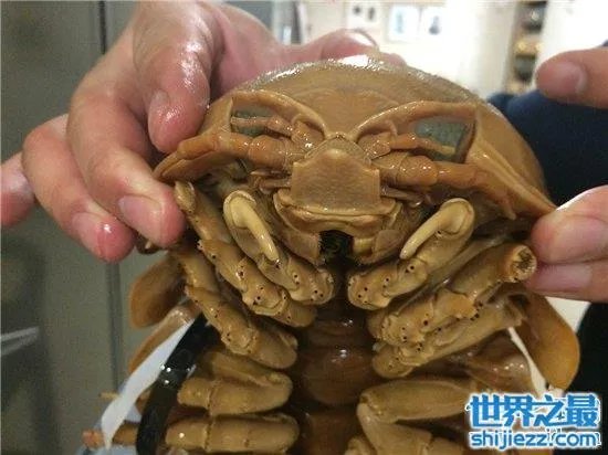 巨型木虱能长到手掌大小,是一种很难见的物种