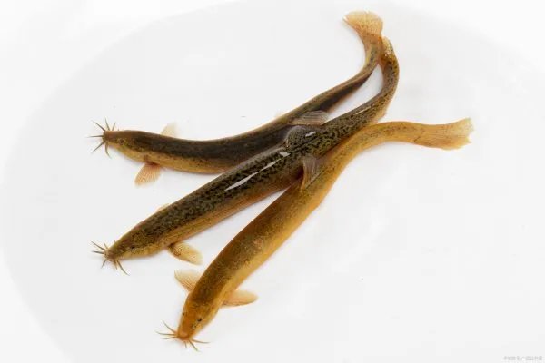 红狼牙鰕虎鱼能吃吗？红狼牙鰕虎鱼如何繁殖呢？生长习性是什么样子的？