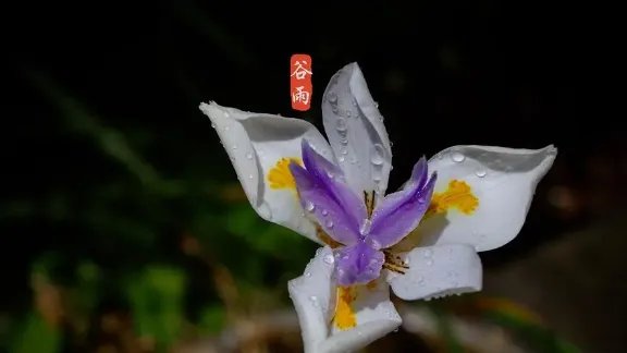 谷雨的寓意和祝福，谷雨意味着什么