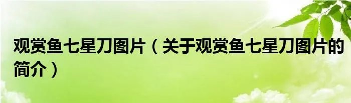 观赏鱼七星刀图片（关于观赏鱼七星刀图片的简介）