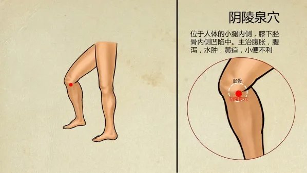 阴陵泉穴