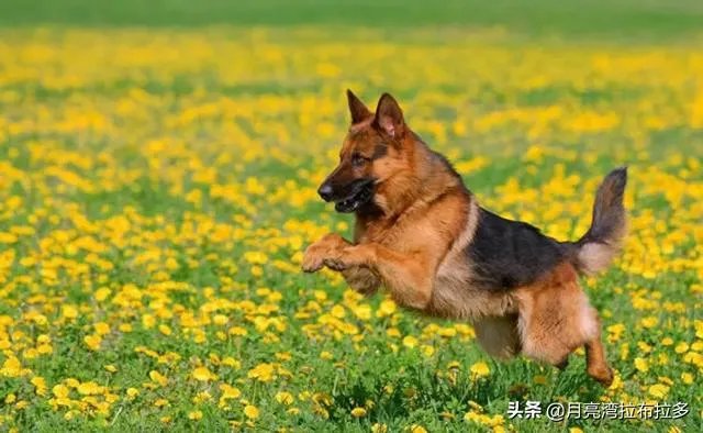 2019年德国牧羊犬幼犬价格多少钱?为什么?如何养?