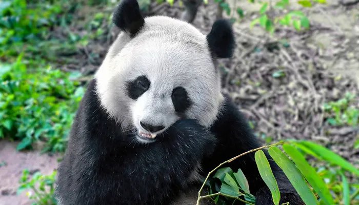 古时候有食铁兽之称的动物是 古时候有食铁兽之称的动物是什么