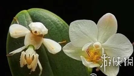 巨蛇伪装成莲蓬头吓死宝宝了!动物界的15大