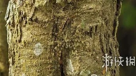巨蛇伪装成莲蓬头吓死宝宝了!动物界的15大
