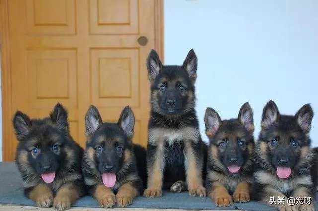 2019年德国牧羊犬幼犬价格多少钱?为什么?如何养?
