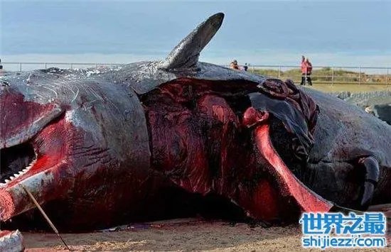 巨头鲸爆炸毫无预兆,居然在死后尸体自然爆炸