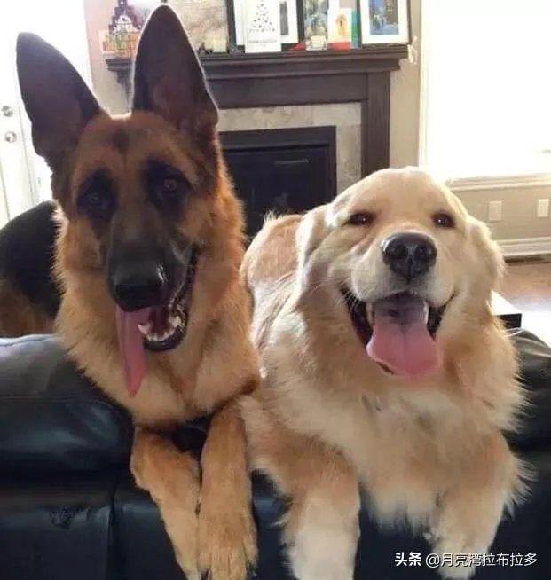 2019年德国牧羊犬幼犬价格多少钱?为什么?如何养?