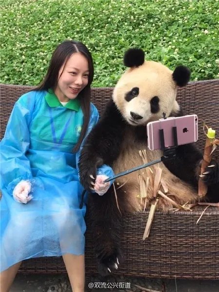 萌翻了!大熊猫与妹子合影居然会自己找角度