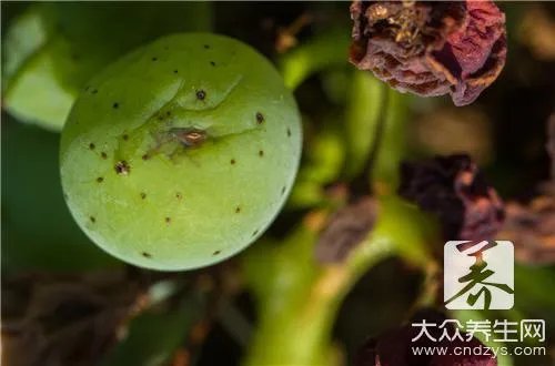 有白蚁怎么办？白蚁的防治方法