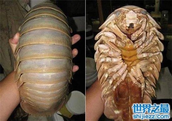 巨型木虱能长到手掌大小,是一种很难见的物种