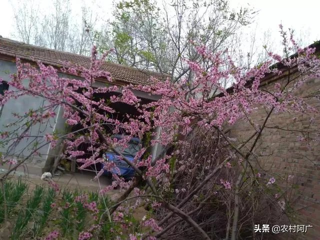 美国农村人会像中国部分农村人一样向往城市吗?